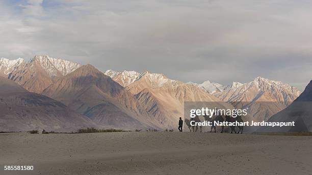 camel safari in nubra valley, ladakh, india - nubra valley stock-fotos und bilder