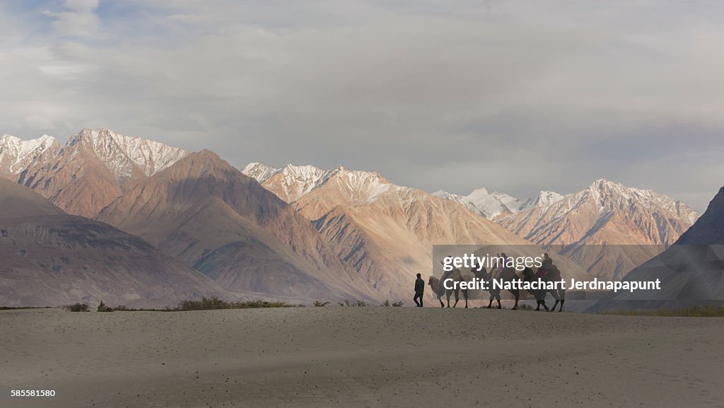 Camel safari in Nubra Valley, Ladakh, India