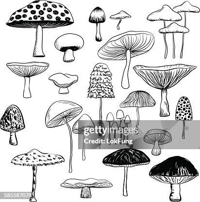 Mushroom collection Mushroom collection