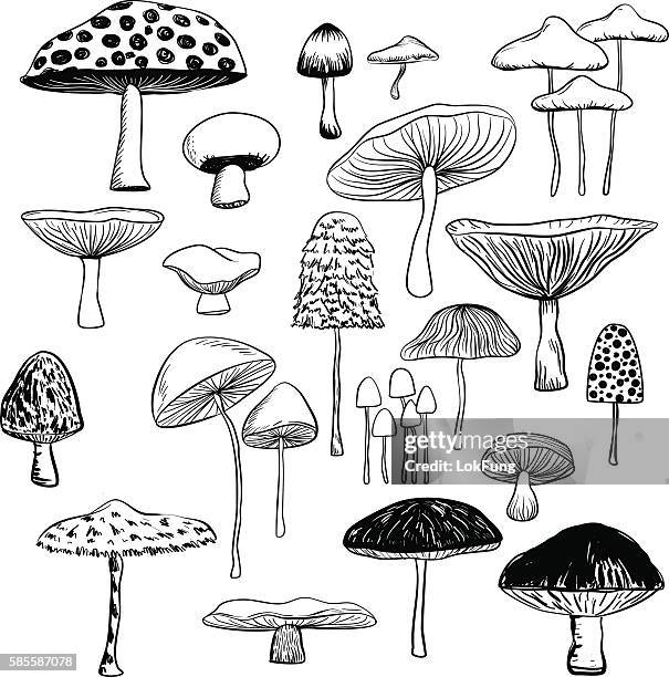 stockillustraties, clipart, cartoons en iconen met mushroom collection - eetbare paddenstoel