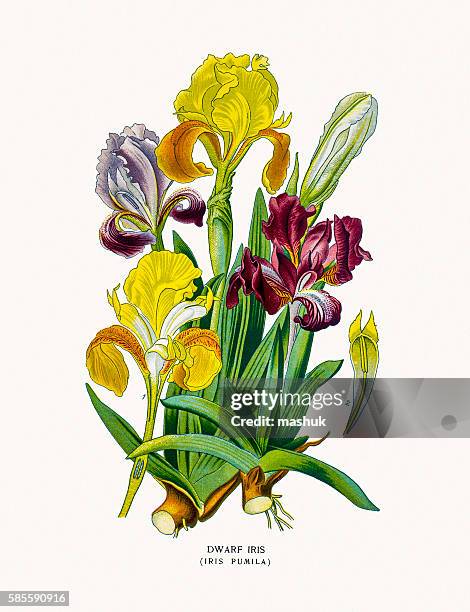 dwarf iris - iris flower stock illustrations