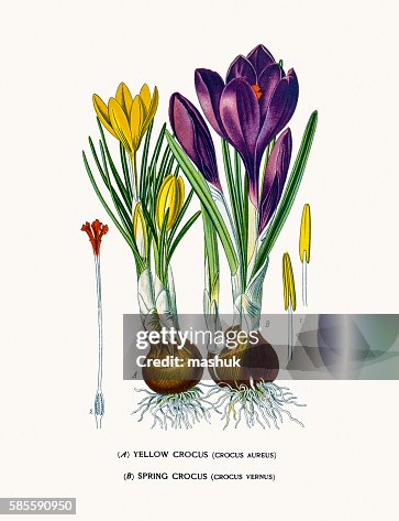 Crocus flowers Crocus flowers