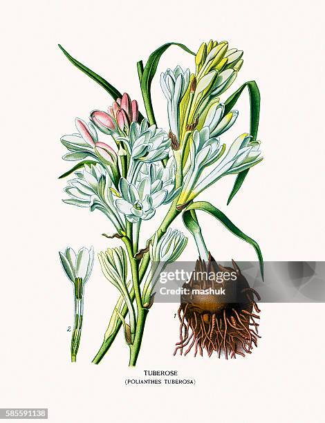 Tuberose House Plant High-Res Vector Graphic