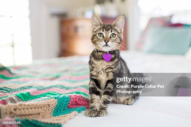 curious tabby kitten sitting on bed - cat with collar stockfoto's en -beelden