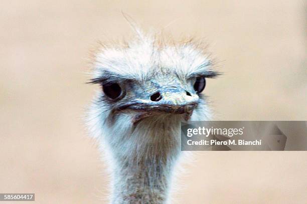 oudtshoorn - ostrich feather stockfoto's en -beelden