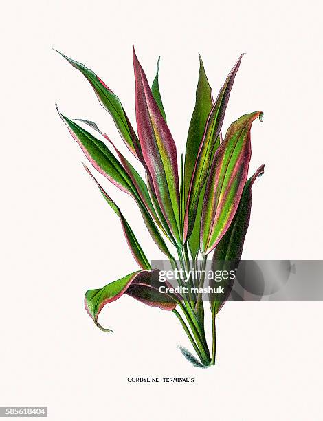 stockillustraties, clipart, cartoons en iconen met cabbage palm house plant - cordyline