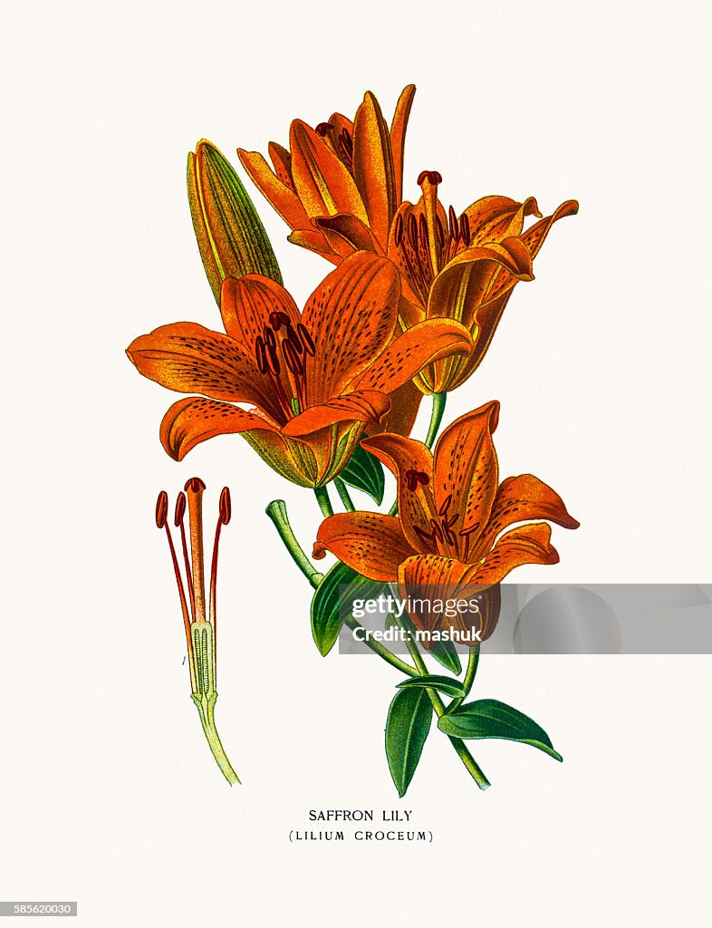 Saffron lily or tiger lily