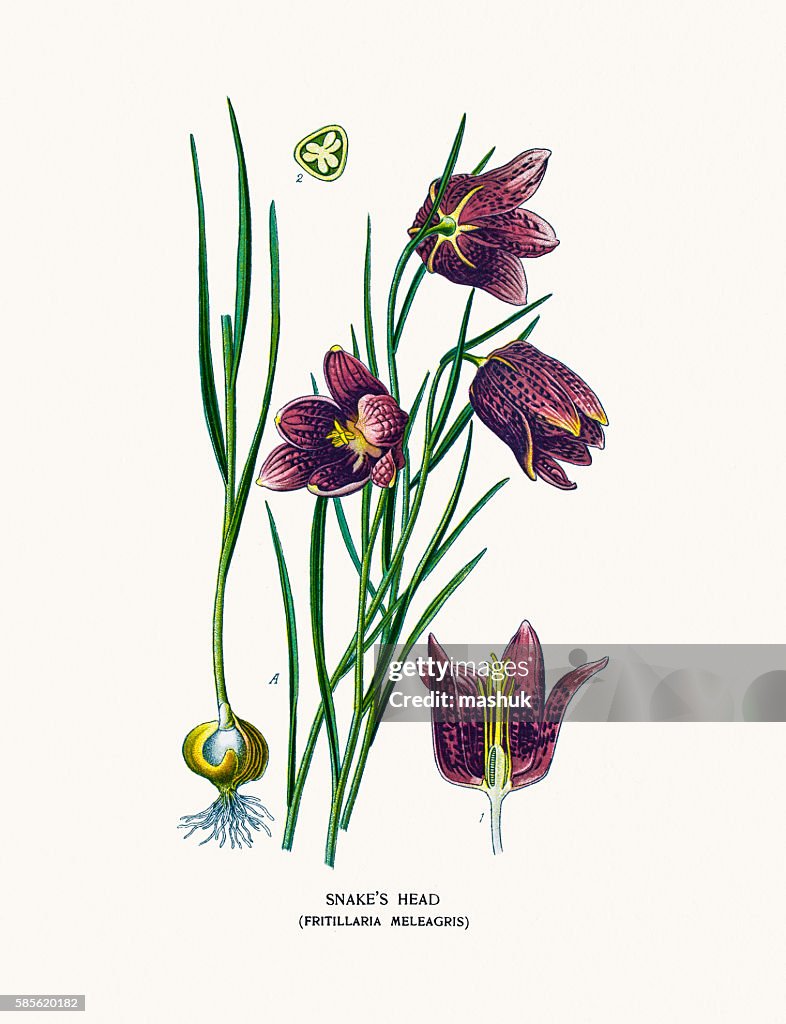 Snake's head fritillary