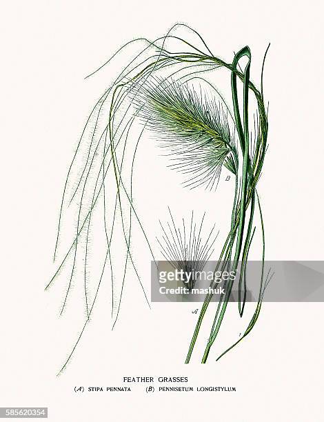 feather grasses - fountain grass stock illustrations