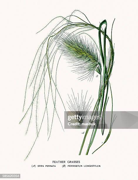 feather grasses - pennisetum setaceum stock illustrations