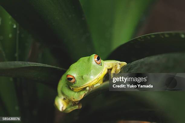 forest green frog resting on leaf - rainette verte photos et images de collection