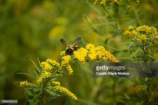 bumblebee on goldenrod wildflower - goldenrod stock-fotos und bilder