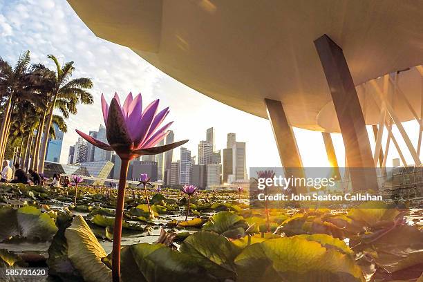 marina bay - pool marina bay sands hotel singapore stock pictures, royalty-free photos & images