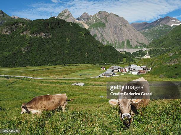 two cows grazing on alpine pasture in formazza valley, piedmont, northern italy - mountain village stockfoto's en -beelden