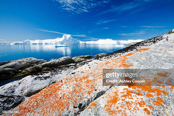 icebergs from the jacobshavn glacier or sermeq kujalleq drains 7% of the greenland ice sheet and is the largest glacier outside of antarctica. it calves enough ice in one day to supply new york with water for one year. it is one of the fastest moving glac - ilulissat stock pictures, royalty-free photos & images