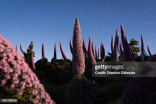 "tajinaste rosado" plant at night (la palma island. canaries. spain) - la palma canarische eilanden stockfoto's en -beelden