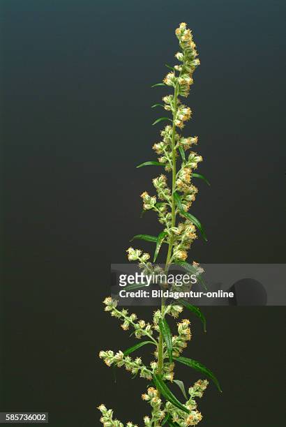 Mugwort, Wegwood, Artemisia vulgaris. Mugworts are used medicinally, especially in Chinese, Japanese, and Korean traditional medicine. Some mugworts...