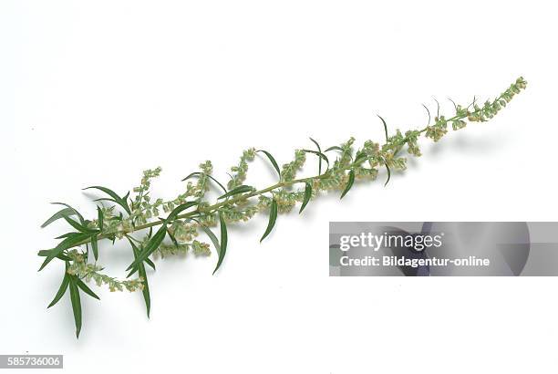 Mugwort, Wegwood, Artemisia vulgaris. Mugworts are used medicinally, especially in Chinese, Japanese, and Korean traditional medicine. Some mugworts...