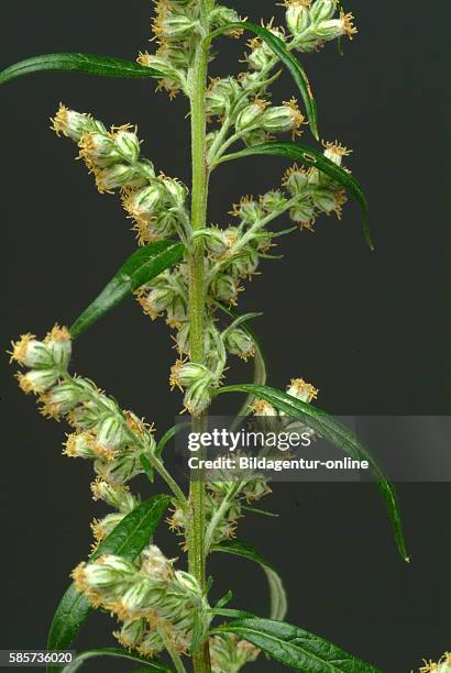 Mugwort, Wegwood, Artemisia vulgaris. Mugworts are used medicinally, especially in Chinese, Japanese, and Korean traditional medicine. Some mugworts...