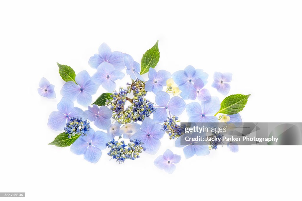 Blue Hydrangea Flower arrangement