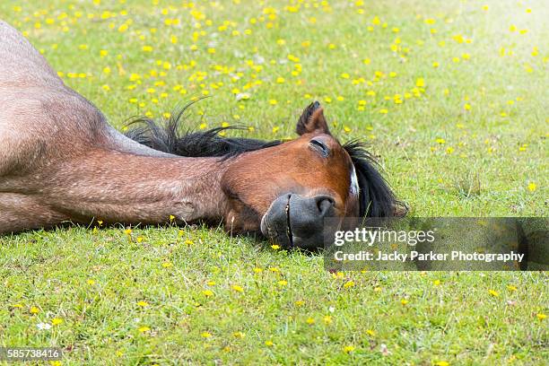 sleeping pony - pony paard stockfoto's en -beelden