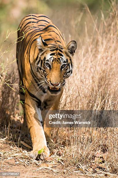 bengal tigress approaching - bandhavgarh national park stock pictures, royalty-free photos & images