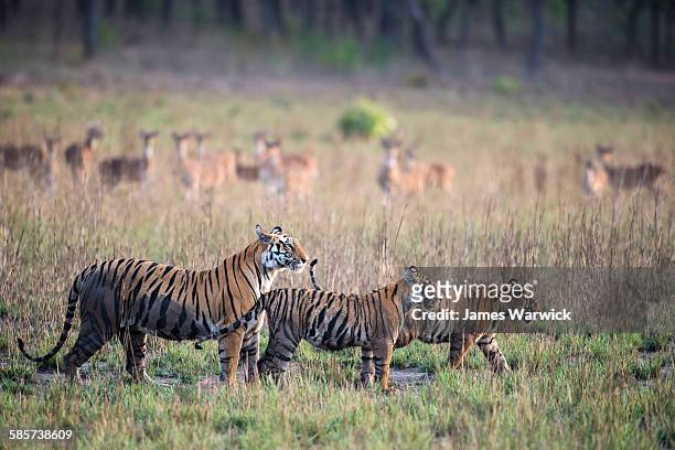 bengal tiger mother with cubs watched by chital - tiger cub stock-fotos und bilder
