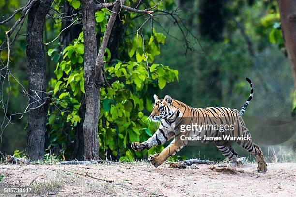 bengal tiger running at edge of sal forest - tiger running imagens e fotografias de stock