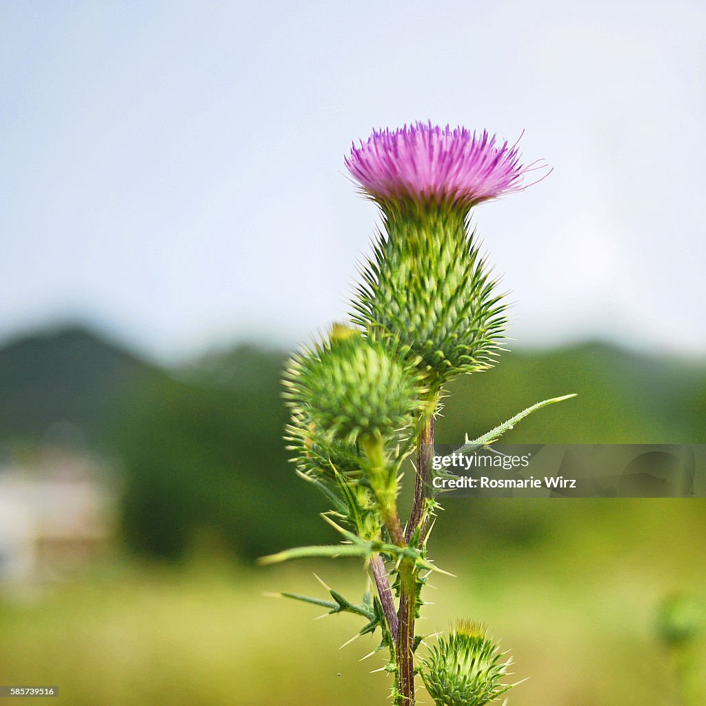 Purple flower of common thistle (Cirsium vulgare)