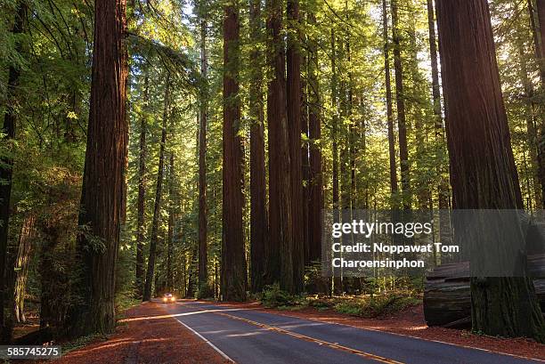 avenue of the giants - humboldt redwoods state park stock pictures, royalty-free photos & images