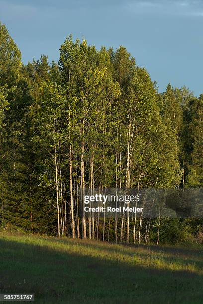 group of silver birches lit by evening sun. - dalsland stock pictures, royalty-free photos & images