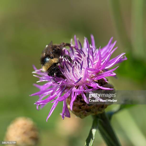 bumblebee on knapweed - dalsland stock-fotos und bilder