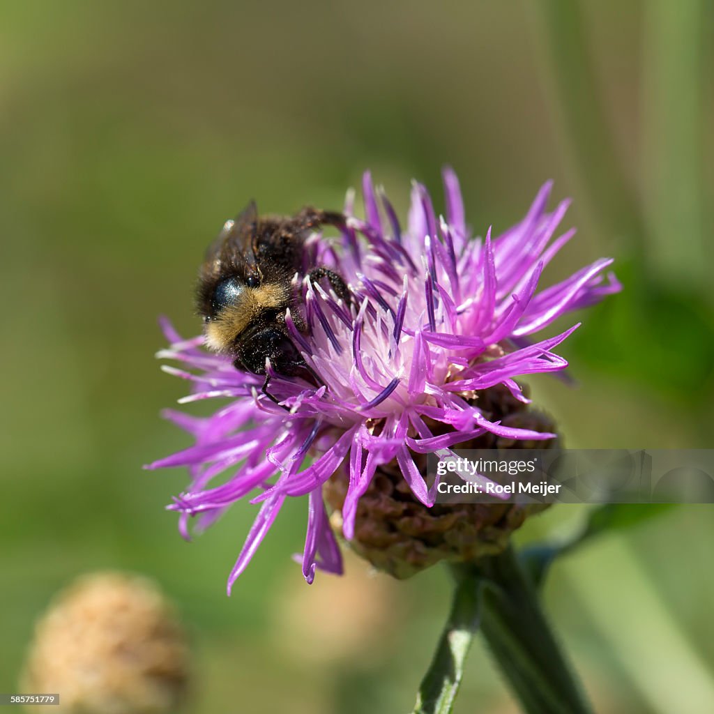 Bumblebee on knapweed