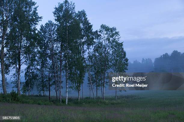 twilight in valley with silver birches - dalsland stock pictures, royalty-free photos & images