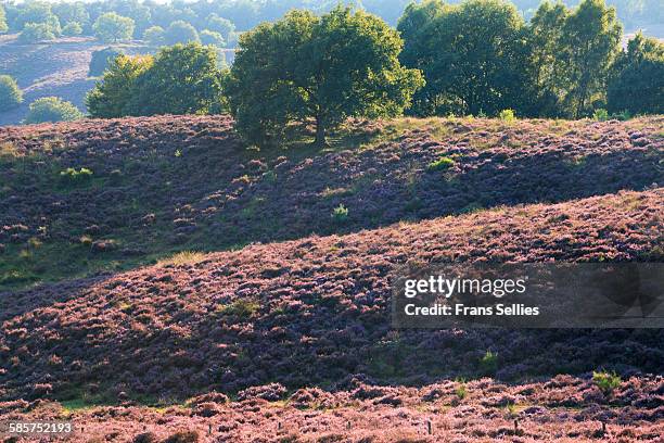 heath landscape - posbank stockfoto's en -beelden