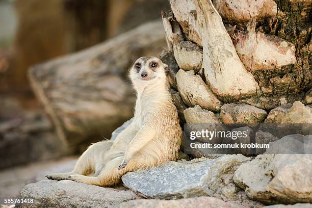 relaxing meerkat. - suricate photos et images de collection