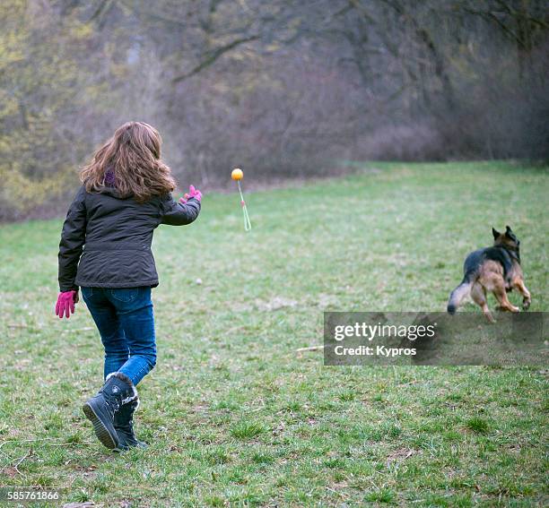 europe, germany, bavaria, munich, view of pet dog walking in german forest with woman throwing toy playing catch - frau fotografías e imágenes de stock