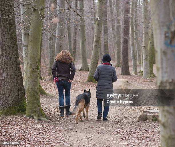 europe, germany, bavaria, munich, view of pet dog walking in german forest with woman with her elderly mother - best ager frau stock pictures, royalty-free photos & images