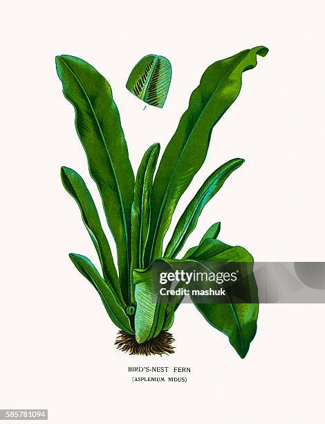 bird's-nest fern - bird's nest fern stock illustrations