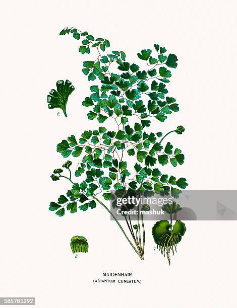 maidenhair fern - adiantum stock illustrations