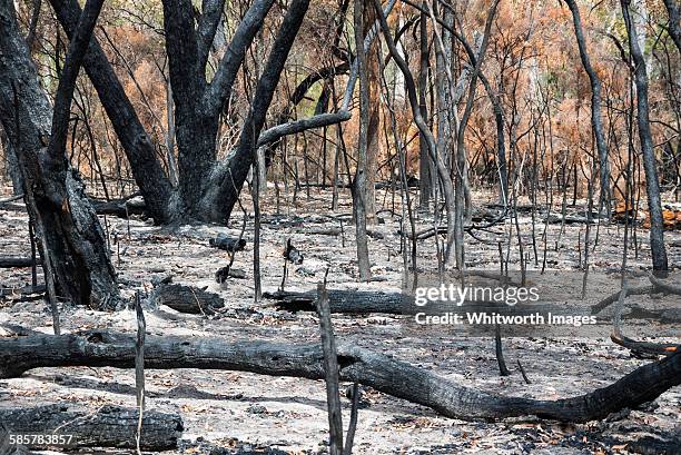 severely burnt forest after grampians wildfire - natural disaster stock pictures, royalty-free photos & images