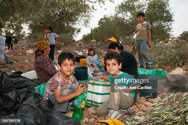 palestinian family harvesting olives in zababdeh, west bank - historical palestine stock pictures, royalty-free photos & images