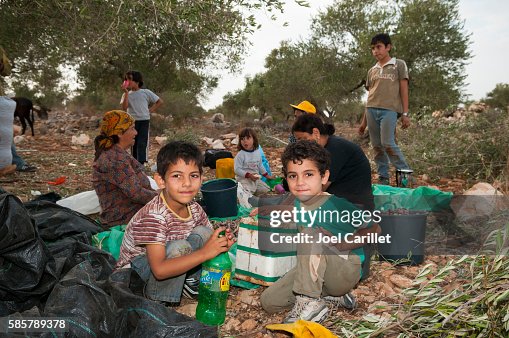 Palestinian family harvesting olives in Zababdeh, West Bank Palestinian family harvesting olives in Zababdeh, West Bank