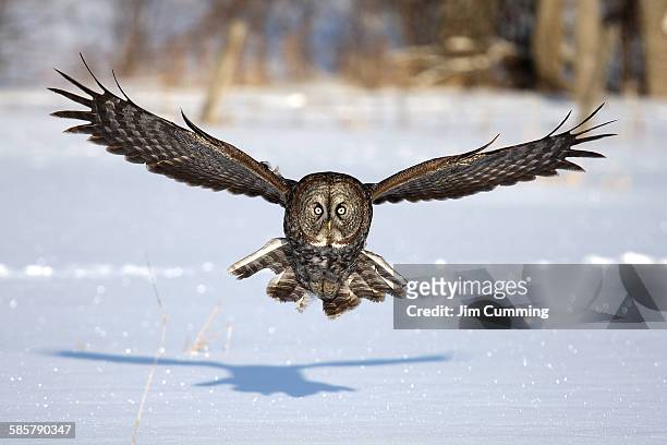 great grey owl coming at you - great grey owl stock pictures, royalty-free photos & images