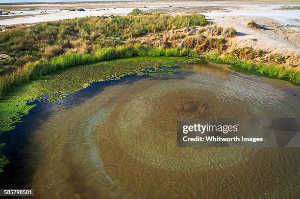 78 Artesian Spring Stock Photos, High-Res Pictures, and Images - Getty ...