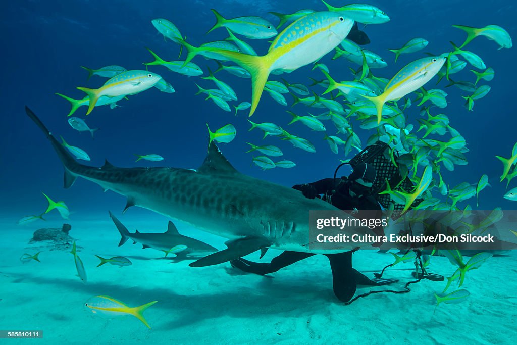 Scuba diver touching tiger shark on seabed, Tiger Beach, Bahamas