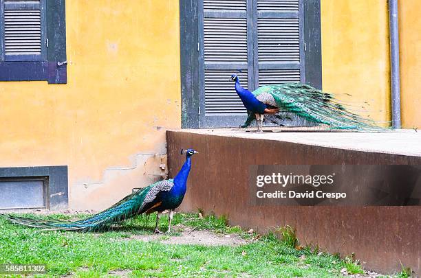 peafowls - ocellus stock pictures, royalty-free photos & images