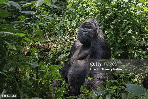Year old silverback mountain gorilla sits in the jungle of the Virunga National Park. The primate shares 98% of its DNA with the human being. Virunga...