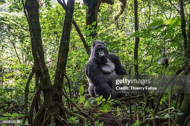 Year old silverback mountain gorilla sits in the jungle of the Virunga National Park. The primate shares 98% of its DNA with the human being. Virunga...