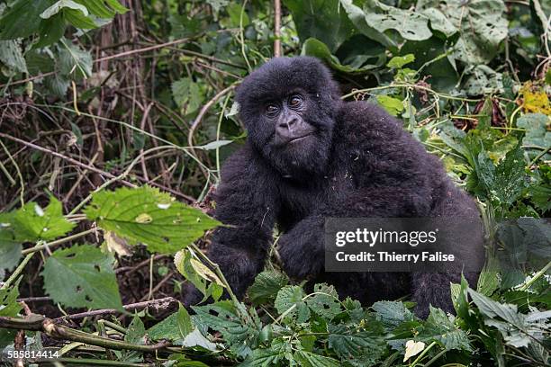 One year old baby mountain gorilla plays in the jungle of the Virunga National Park. The primate shares 98% of its DNA with the human being. Virunga...